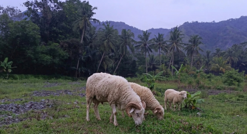 foto slider headline